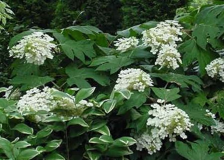 Oakleaf Hydrangea Pee Wee