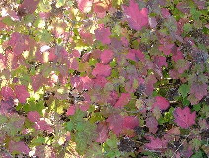 Oakleaf Hydrangea Sikes Dwarf