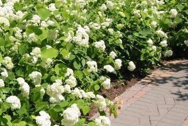 Smooth Hydrangea, Wild Hydrangea, Sevenbark Grandiflora