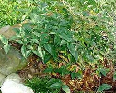 Nandina, Dwarf Nandina, Heavenly Bamboo Compacta