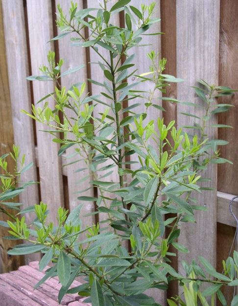 Ilex Species, Dahoon Holly, Cassine