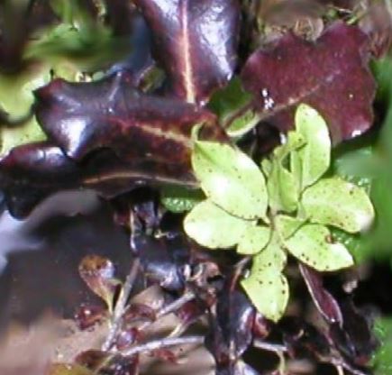 Pittosporum, Kohuhu Tom Thumb