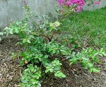 Lagerstroemia, Crape Myrtle, Crepe Myrtle Velmas Royal Delight