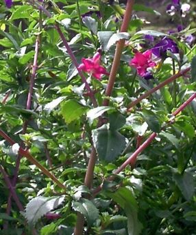 Fuchsia Lottie Hobby