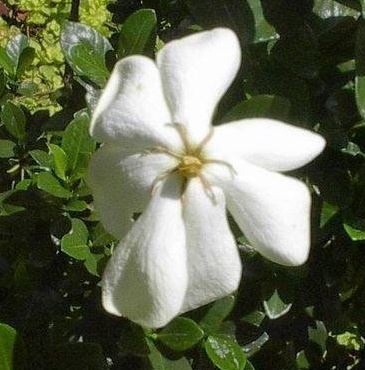 Gardenia, Cape Jasmine, Gandharaj Daisy