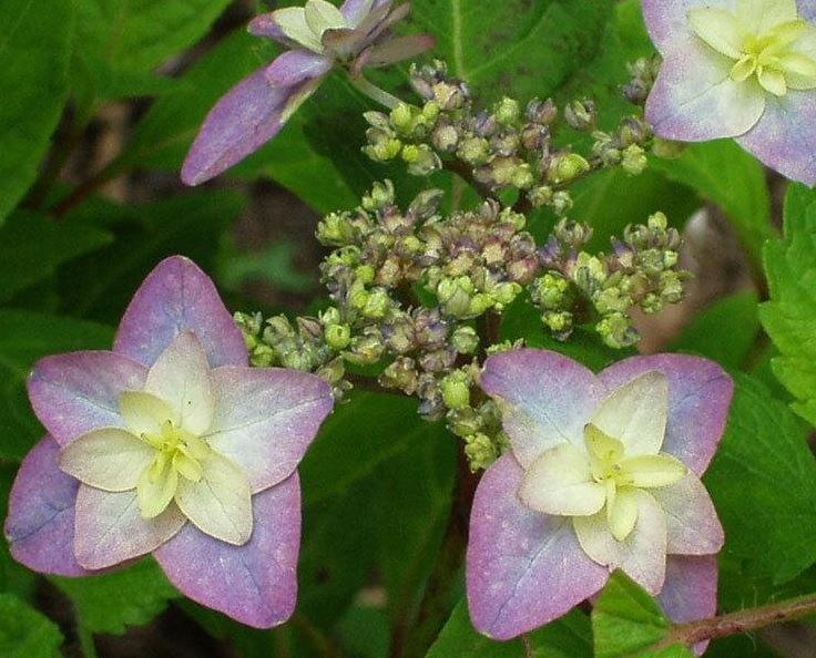 Mountain Hydrangea Purple Tiers