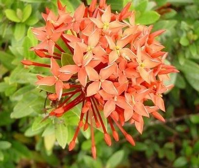 Ixora Species, Chinese Ixora