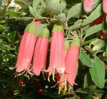 Correa, Australian Fuchsia Carmine Bells