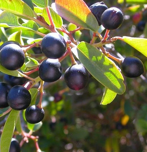 Frangula Species, California Buckthorn, California Coffeeberry