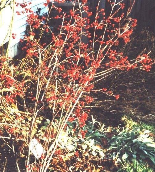 Aronia Species, Red Chokeberry, Red Chokecherry