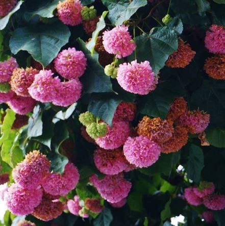 Dombeya Species, Pink-Ball, Tropical Hydrangea
