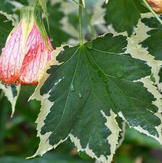 Abutilon, Flowering Maple Souvenir de Bonn