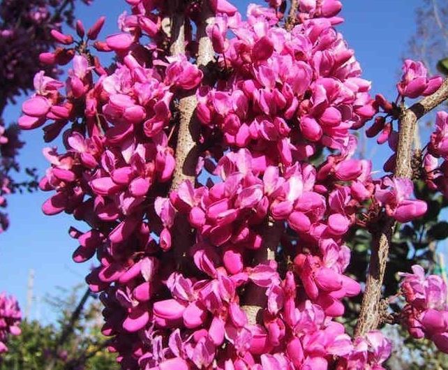 Cercis Cultivar, Chinese Redbud Avondale
