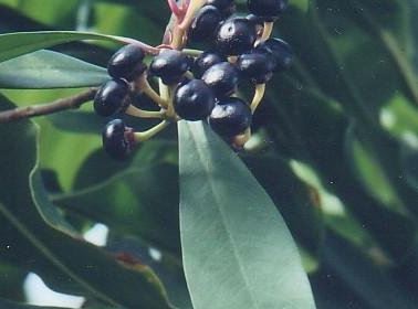 Ardisia Species, Jet Berry, Low Shoebutton