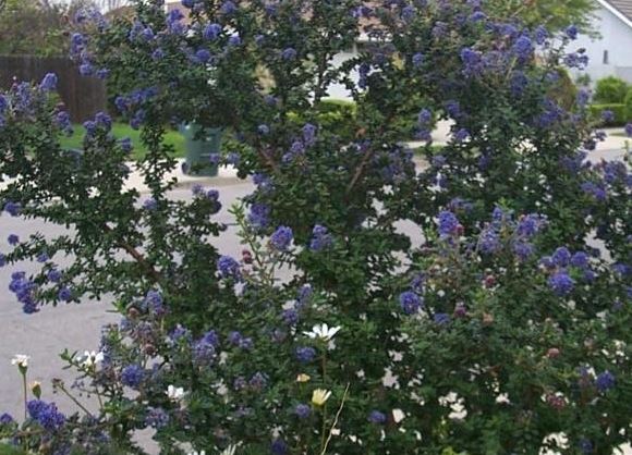Ceanothus Hybrid, Small Leaf Mountain Lilac Julia Phelps