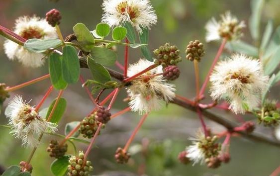 Senegalia Species, Catclaw Acacia, Roundflower Catclaw