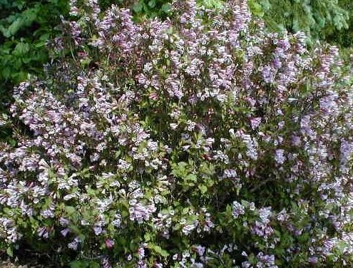Weigela Java Red