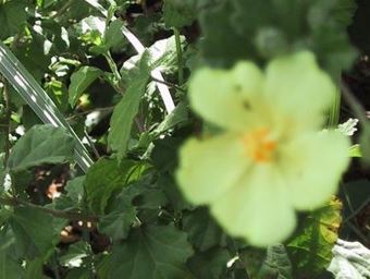 Pavonia Species, Yellow Mallow, Yellow Pavonia