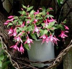 Fuchsia Pacquesa