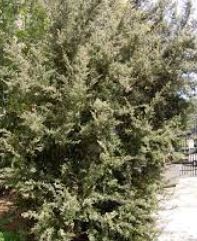 Leptospermum Species, Silky Tea-Tree, Woolly Tea Tree
