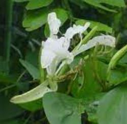 Bauhinia Species, Brazilian Orchid Tree, Cows-Foot