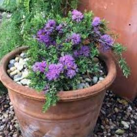 Melaleuca Species, Feather Honey Myrtle, Thyme-Leaved Honey Myrtle