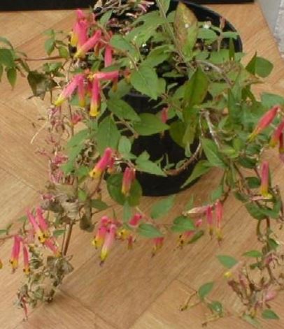 Cuphea Species, Black Eyed Cuphea, Tri-Coloured Cuphea