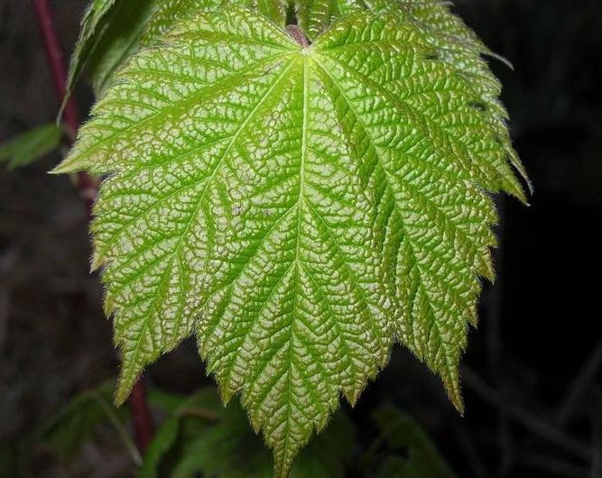 Mountain Maple, White Maple, Moose Maple