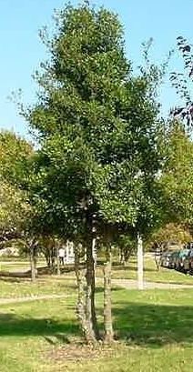 Ilex, Foster Holly, Fosters Holly Fosteri