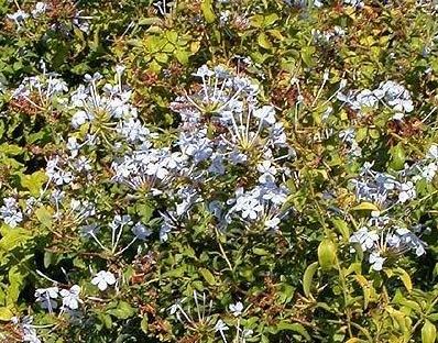 Plumbago, Cape Leadwort Imperial Blue