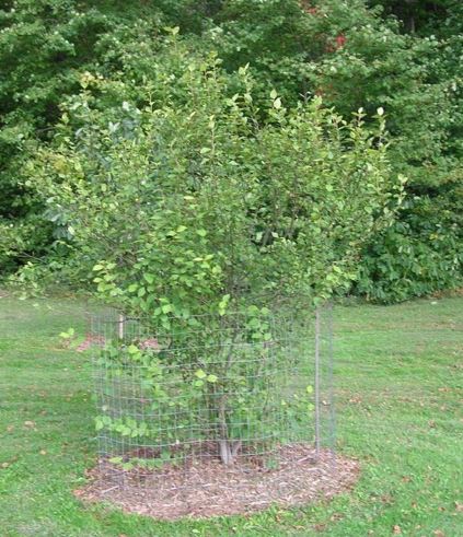 Styrax Species, American Snowbell, Snowdrop Bush, Storax