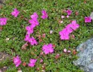 Centradenia Species, Spanish Shawl, Trailing Princess Flower