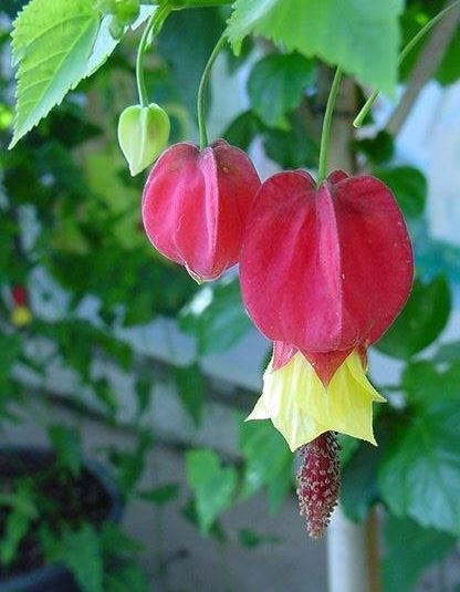 Callianthe Species, Chinese Lanterns, Flowering Maple, Trailing Abutilon