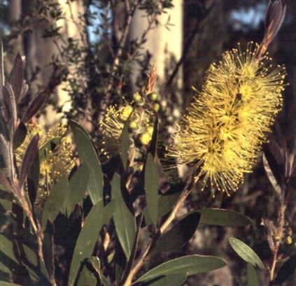 Melaleuca Species, Lemon Bottlebrush