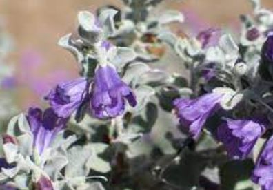 Texas Ranger, Bubble Gum Sage, Fragrant Rain Sage