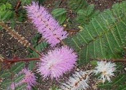 Mimosa Species, Gatuno, Velvet Pod Mimosa, Velvetpod Catclaw