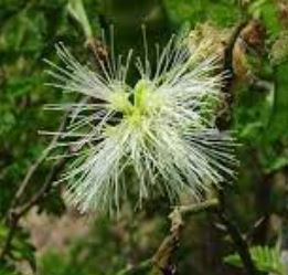 Havardia Species, Apes-Earring, Mimosa Bush, Tenaza