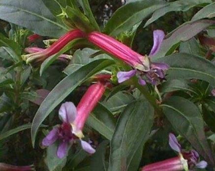 Cuphea, Cigar Bush, Cigar Plant Starfire