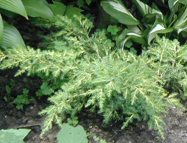Chinese Juniper Daubs Frosted