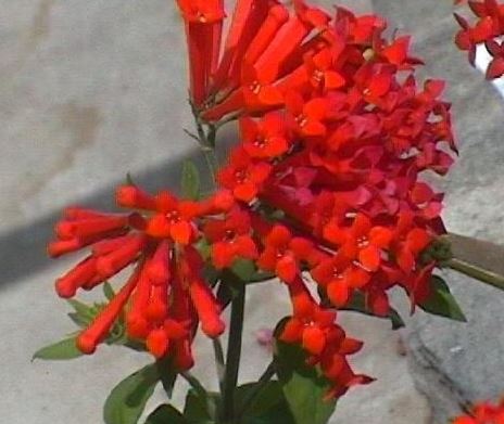Scarlet Bouvardia, Firecracker Bush, Trumpetilla, Hummingbird Flower