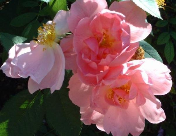 Shrub Rose, Buck Roses Collection Applejack