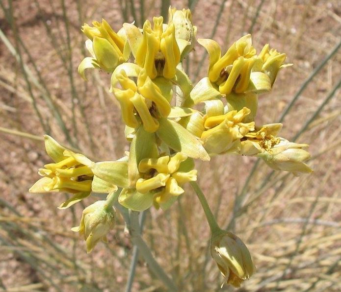 Asclepias Species, Desert Milkweed, Rush Milkweed, Ajamete