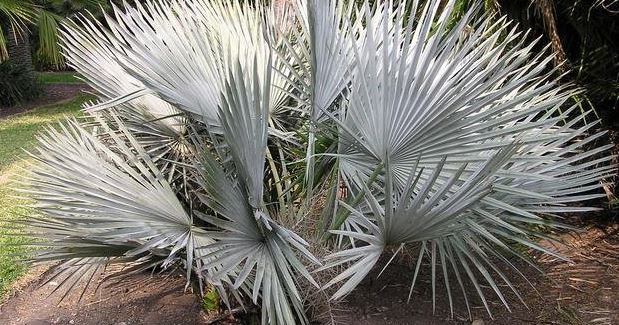 Brahea Species, Mexican Dwarf Blue Palm, Sierra Madre Palm