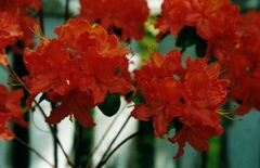 Rhododendron, Azalea 'Mandarin Lights'