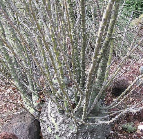 Fouquieria