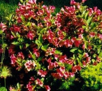 Weigela Minuet