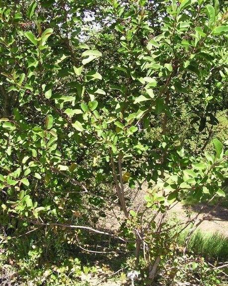 Malosma Species, Laurel Sumac