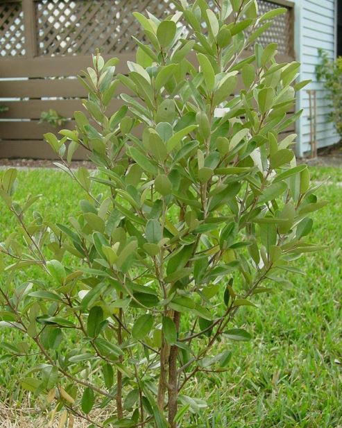 Quadrella Species, Black Wattle, Black Willow, Jamaican Caper