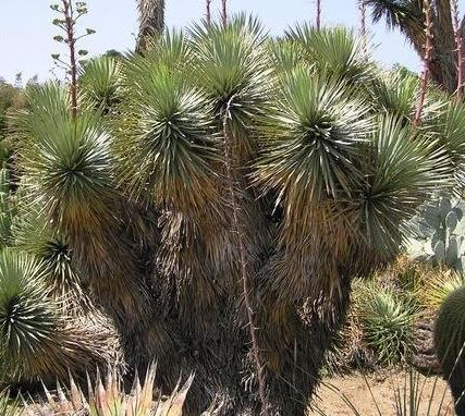 Thompsons Yucca, Beaked Yucca, Trans Pecos Yucca