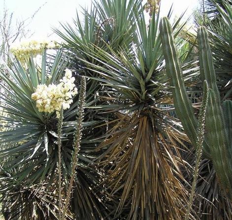Yucca Species, Hoary Yucca, Mountain Yucca, Schotts Yucca